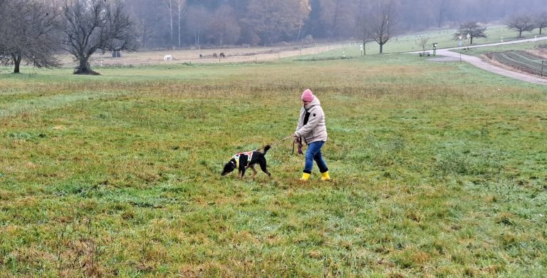 Mischlingshündin Nia beim Fährtentraining. Optimales mentales Auslastungstraining für den Hund. 
