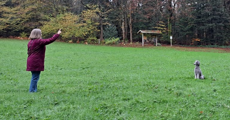 Pudelhündin befolgt verschiedene Kommandos, die sie aus der Distanz erhält