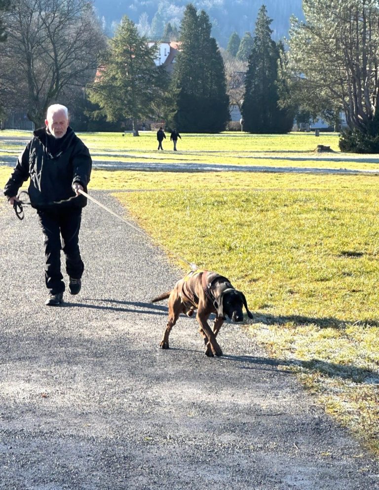 Bayrischer Gebirgshund beim Mantrailing im Kurpark von Bad Herrenalb mit Hundetrainer Wolfgang Scheiber