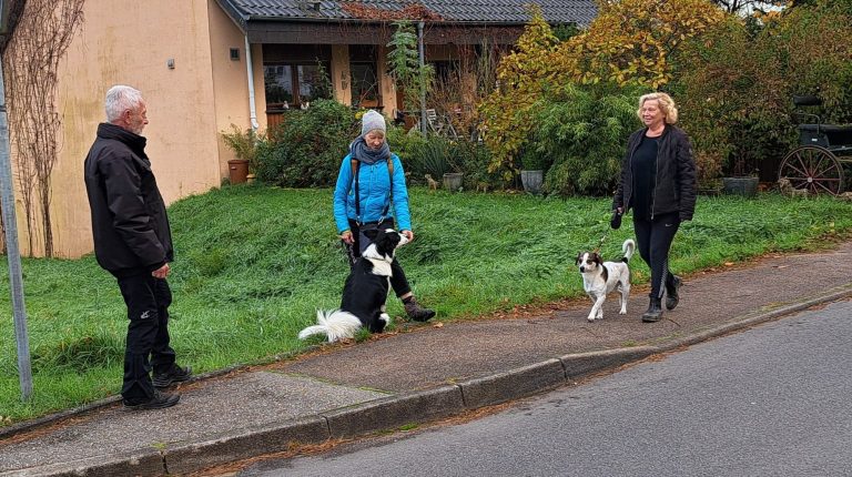 Mischlingsrüde und Bordercollie können nach professionellem Hundebegegnungstraining problemlos dicht aneinander vorbei gehen.